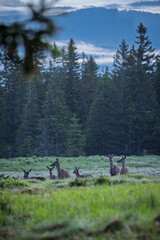 zwierzęta, przyroda, natura, krajobraz, góry, wschód słońca. dzikie zwierzęta © Adrian Jaśpiński