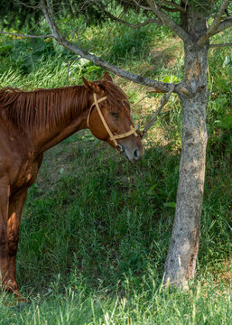 A chestnut brown horse is tied to a tree trunk in the shade during a hot summer day, with many flies buzzing around and biting its face, especially near the eyes and chest area.