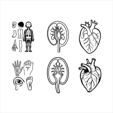 A set of silhouette Human organs isolated on a white background