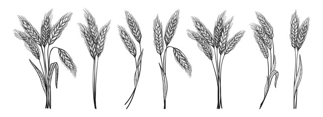Wheat ear sheaf, bouquet and bundle icon set. Golden cereal grain spikelet, stalk and wreath symbols for bakery, bread, beer logo, packaging. Agriculture harvest farm design. Vector illustration © neliakott