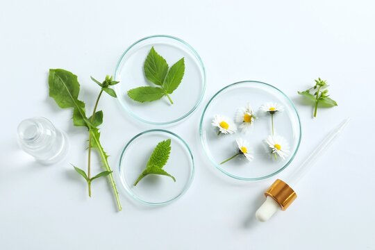 Flat lay of petri dishes with different plants and flowers on white background
