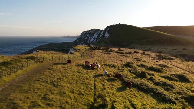 Cows grazing on grassy hills near the white cliffs of Dover during golden hour