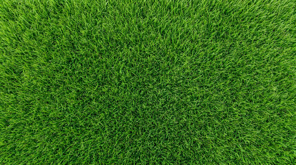 Fototapeta premium Lush Green Grass Lawn Texture Background, Top View Natural Turf Pattern
