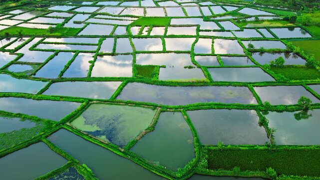 Aerial view of flooded agricultural fields and aquaculture ponds separated by green grassy bunds, reflecting the cloudy sky.