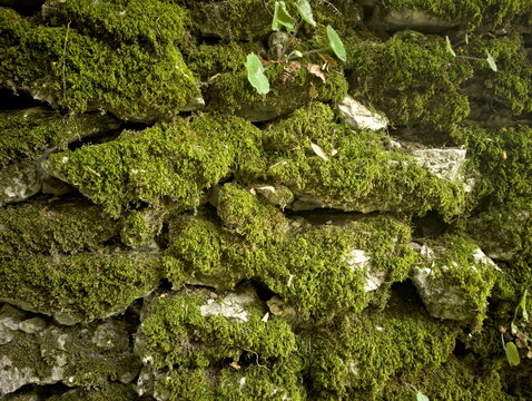 Texture di muro in pietra con muschio verde fitto, dettagli naturali ad alta definizione