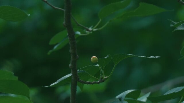 Small branch with black cherries