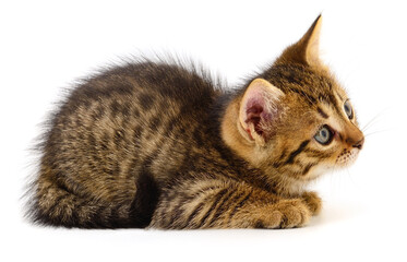 Small tabby kitten isolated on white background © Anatolii