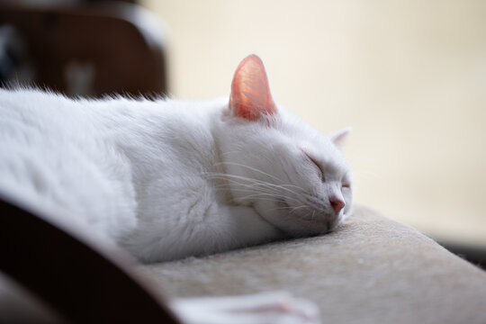 柔らかな光の中で気持ちよく眠る白猫のクローズアップ