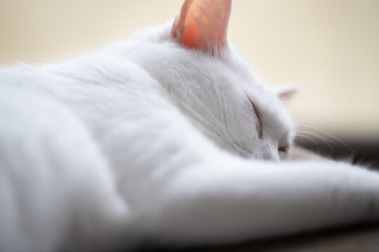 柔らかな光の中で気持ちよく眠る白猫のクローズアップ