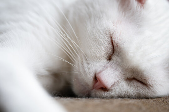 柔らかな光の中で気持ちよく眠る白猫のクローズアップ