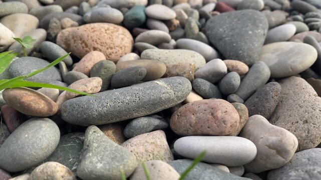 Close-up of an ant running across smooth pebbles on a rocky beach in natural daylight