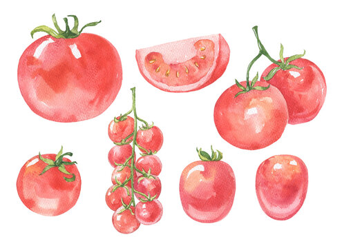 Hand drawn watercolor tomato set isolated on white background. Food illustration.