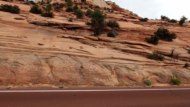 Utah Driving 13270 Bighorn Sheep Zion Kanab