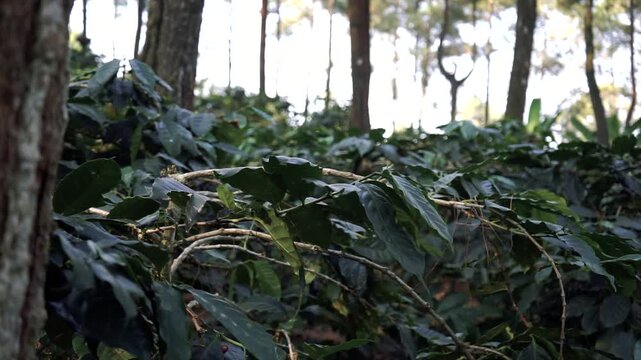 4K video of lush green coffee plants growing under tall pine trees in a beautiful forest.