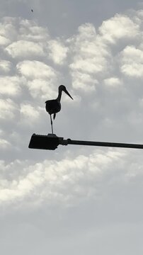 Cinematic Shot of a Stork at Golden Hour in the City