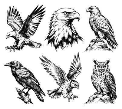 Kumpulan burung vector 
