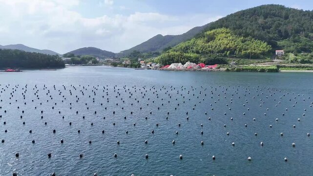 Drone view of oyster farming buoys arranged in rows across a coastal bay. Aquaculture shellfish farming seafood production marine water shoreline mountains and coastal landscape.