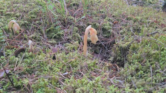 Rare Yellow Bird's-nest Plant Growing in Saaremaa Island Forest
