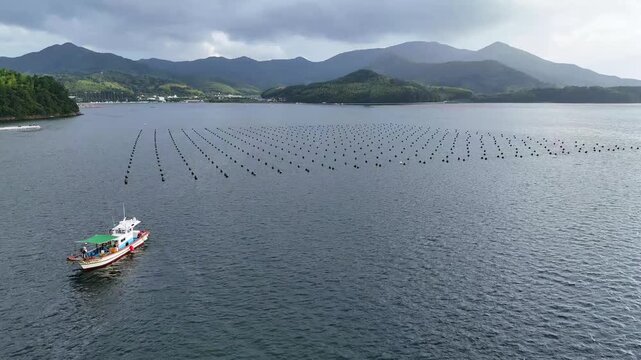 Drone view of an oyster farming area with rows of floating buoys in a calm coastal bay of South Korea. Aquaculture, shellfish farming, marine industry and scenic coastline.