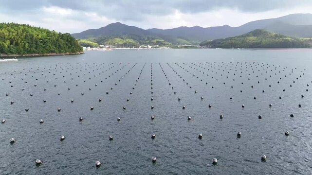 Drone view of rows of oyster farming buoys in coastal waters. Aquaculture shellfish farming seafood production sea water mountains shoreline and marine landscape.