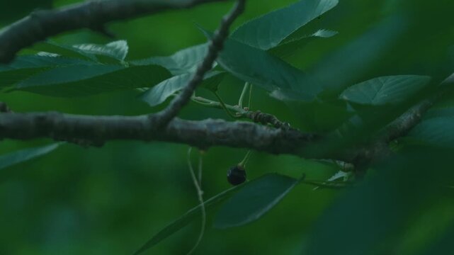 Small branch with black cherries
