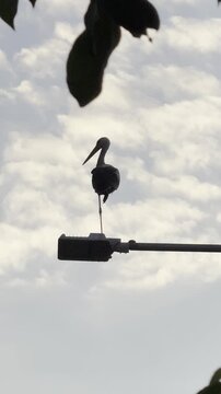 Vertical Footage of a Stork Resting at Dusk