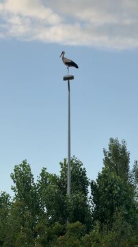 Stork Balancing on One Leg on a Street Light Pole