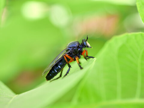 Dasypogon Robber Flies (Family Asilidae)