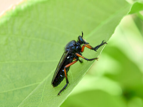 Dasypogon Robber Flies (Family Asilidae)