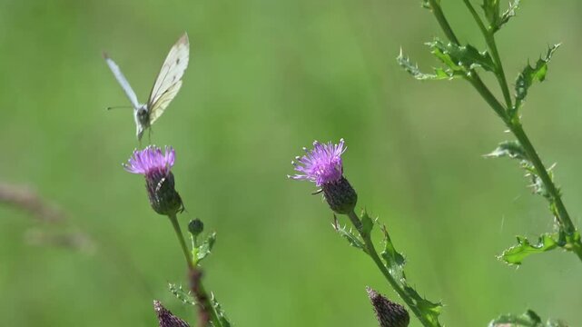 Green Veined White butterfly (Pieris napi) flying between Thistle flowers. Kent, UK [Slow motion x10]