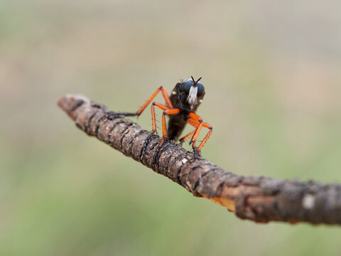 Dasypogon Robber Flies (Family Asilidae)