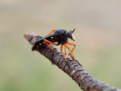 Dasypogon Robber Flies (Family Asilidae)