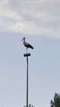 Nature in the City: Stork Perched on a Lamppost