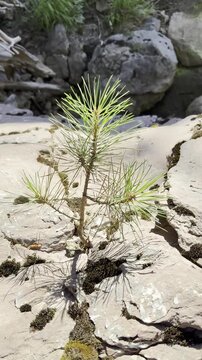 Vertical Video of a Resilient Pine Sapling Growing in a Rock Crevice