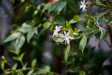 Fototapeta premium White star jasmine flowers blooming among glossy green leaves with copy space