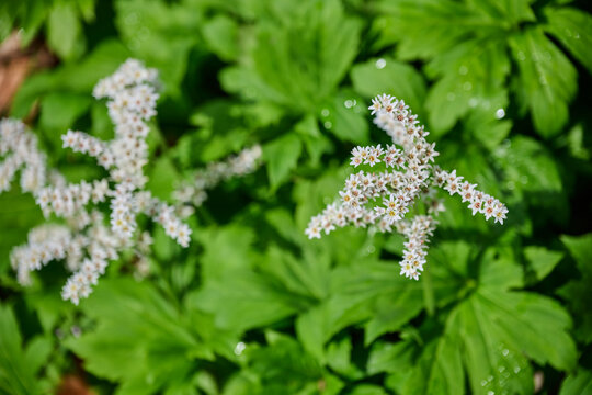 White Mukdenia rossii rockfoil flowers blooming above lush green leaves with dew