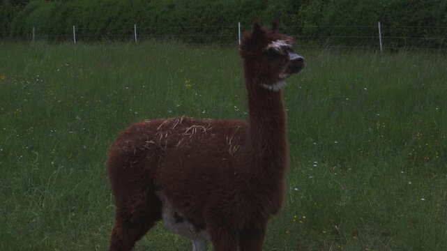 alpaka tier natur lama
