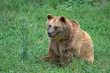 Fototapeta premium Braunbär