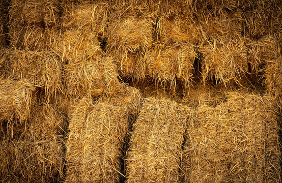 Dry straw bale and agricultural byproducts. stacked yellow straw bales for animal fodder and livestock bedding. Straw bales in sustainable farming. Agricultural byproducts. Agricultural practices.
