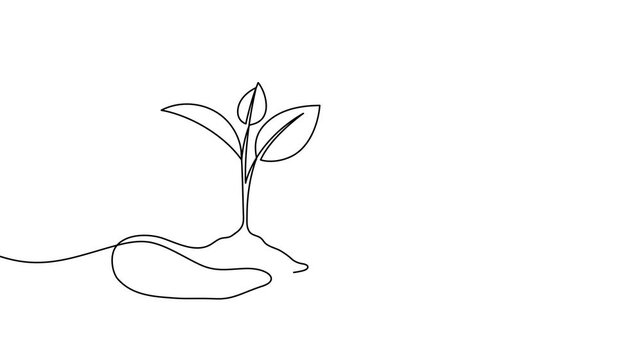 hand holding little tree sapling ecology one line drawing continuous minimal 4k motion graphic