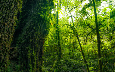 Obraz premium Tree trunk to green leaves of tree in forest with sun light. Fresh environment in green woods. Forest tree on sunny day. Natural carbon capture. Sustainable conservation and ecology. Green carbon sink