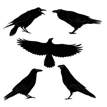 Set raven sillhouette vector on white background, sillhouette raven bird design set,black crow design collection,set black crow illustration,set black raven on black image ,set black crow vector