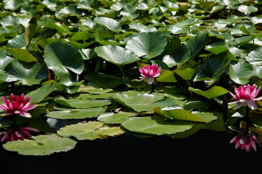 睡蓮の花