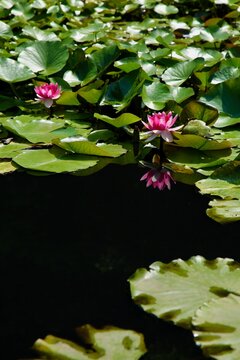 睡蓮の花