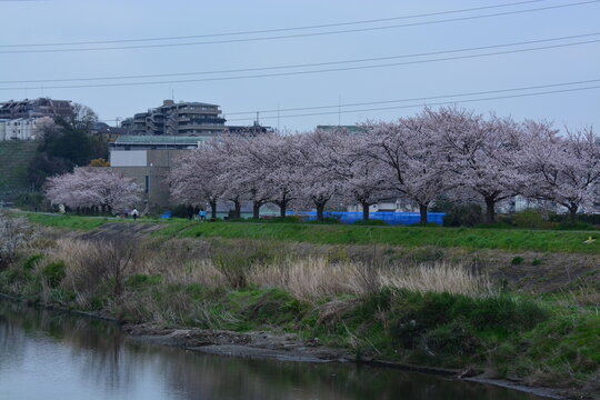 神奈川県 鶴見川堤防桜並木（鴨居堤の桜並木）