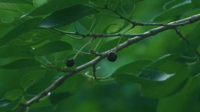 Small branch with black cherries