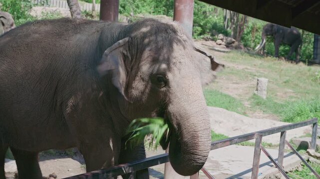 elephant in the zoo