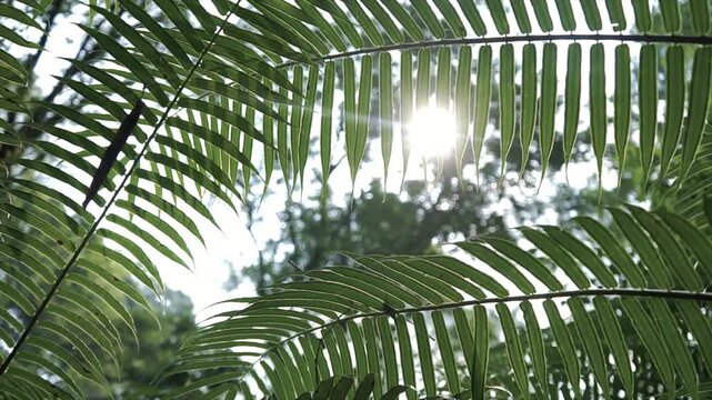 4K video of bright morning sunbeams shining through green fern leaves in a tropical jungle.