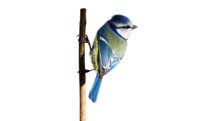 Eurasian blue tit perched on a wooden stake against a clean white background with wildlife background feathers © Jahid