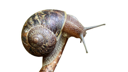 Close-up of a large brown garden snail with a textured shell climbing a plant stem against white gastropod climbing © Jahid
